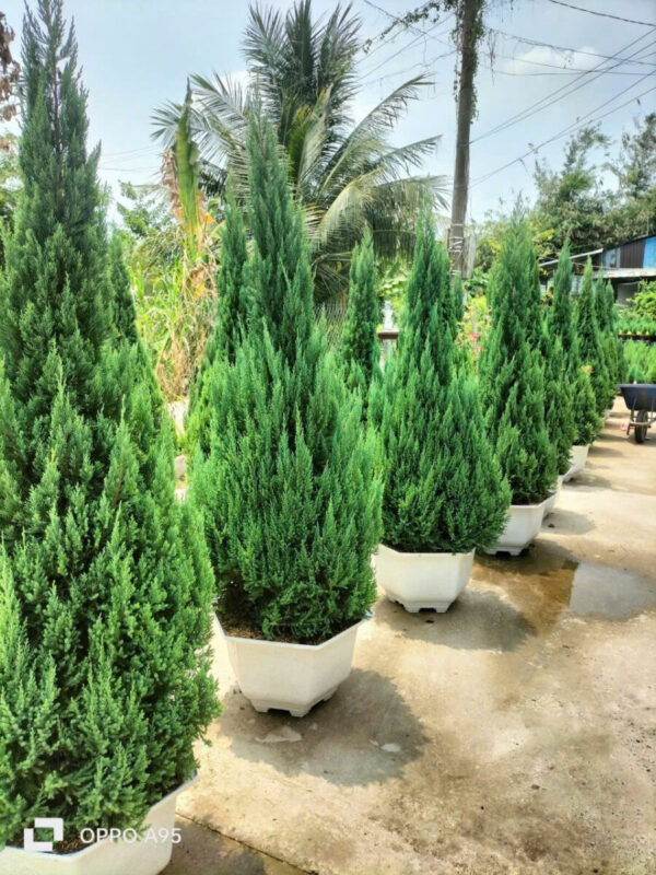 Cây sơn tùng (Pinus massoniana) Cây cảnh Cây sơn tùng bị khô lá 2