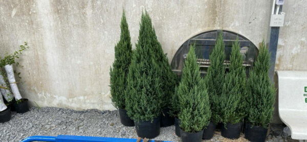 Cây sơn tùng (Pinus massoniana) Cây cảnh Cây sơn tùng bị khô lá 4