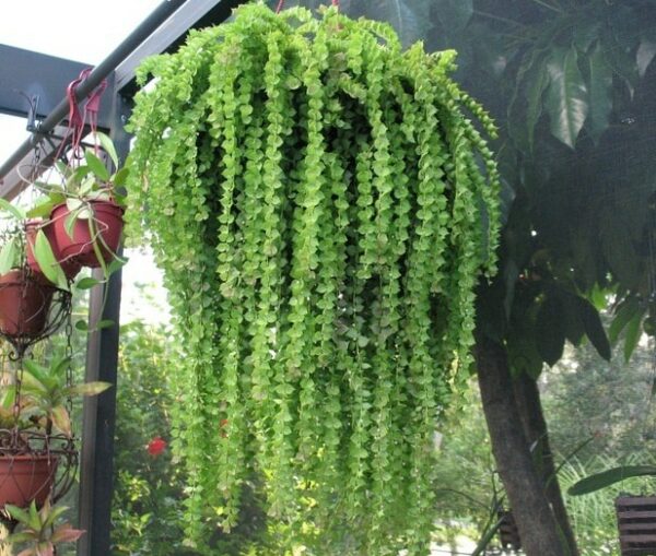 Cây Lan Tím Cây cảnh Cây xanh TPHCM 3