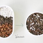 Đất trồng sen đá ở TPHCM