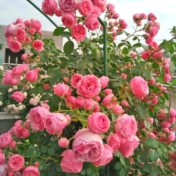 Hoa hồng leo Pháp
