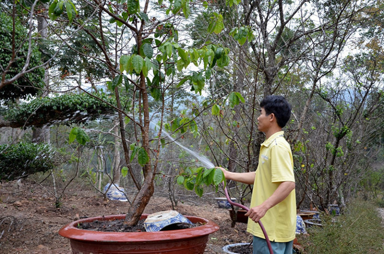 mai vàng Yên Tử