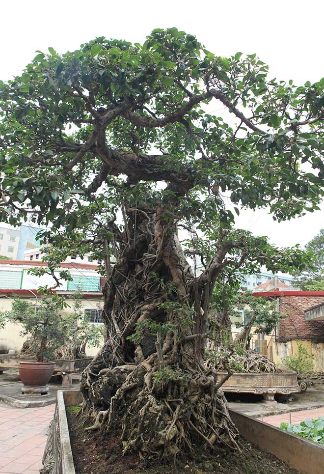 Dùng cây Sanh làm bonsai và ý nghĩa phong thủy như thế nào ? Dịch vụ cây xanh  