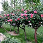 Địa điểm bán cây hoa hồng