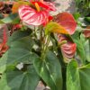 Cây hồng môn (Magnolia liliiflora) tại Cây Xanh US