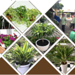 Dịch vụ trồng cây xanh cho quán cà phê có sân vườn Dịch vụ cây xanh  