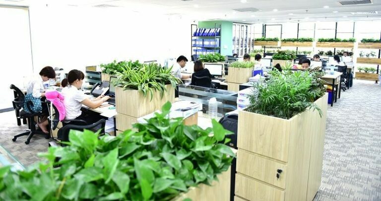 Dịch vụ cho thuê cây xanh văn phòng