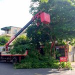 Dịch vụ cắt tỉa cây xanh, chặt cây xanh đô thị tại TP HỒ CHÍ MINH