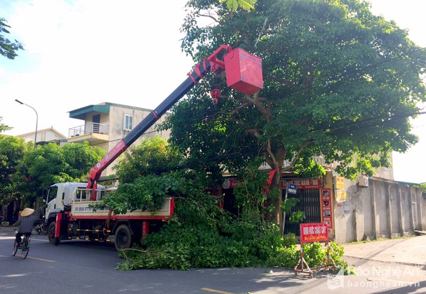 Dịch vụ cắt tỉa cây xanh, chặt cây xanh đô thị tại TP HỒ CHÍ MINH Dịch vụ cây xanh  