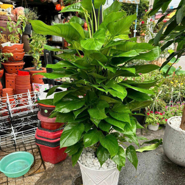 Cây trầu bà leo cột + Chậu cây Cây hành lang Cây trầu bà