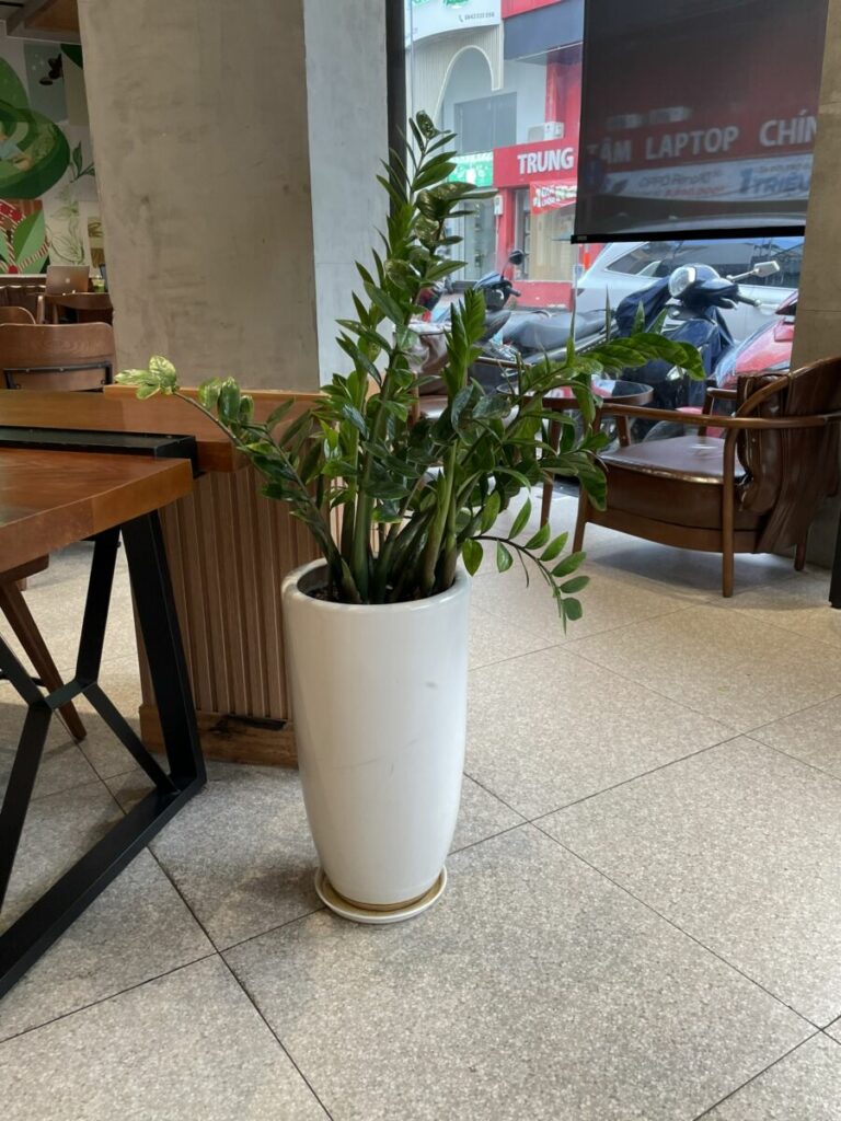 Cây kim tiền tặng khai trương có ý nghĩa gì ? Hướng dẫn chăm sóc cây Dịch vụ cây xanh Thiết kế sân vườn Vựa cây cảnh Quà tặng khai trương spa Quà tặng khai trương quán an Quà tặng khai trương giá rẻ Quà tặng khai trương cửa hàng Quà tặng khai trương công ty Cách đi khai trương Cây kim tiền tặng khai trương có ý nghĩa gì ? Hướng dẫn chăm sóc cây Dịch vụ cây xanh Thiết kế sân vườn Vựa cây cảnh Quà tặng khai trương spa Quà tặng khai trương quán an Quà tặng khai trương giá rẻ Quà tặng khai trương cửa hàng Quà tặng khai trương công ty Cách đi khai trương