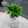 Trúc Bách hợp (Chậu + Cây) tại Cây Xanh US