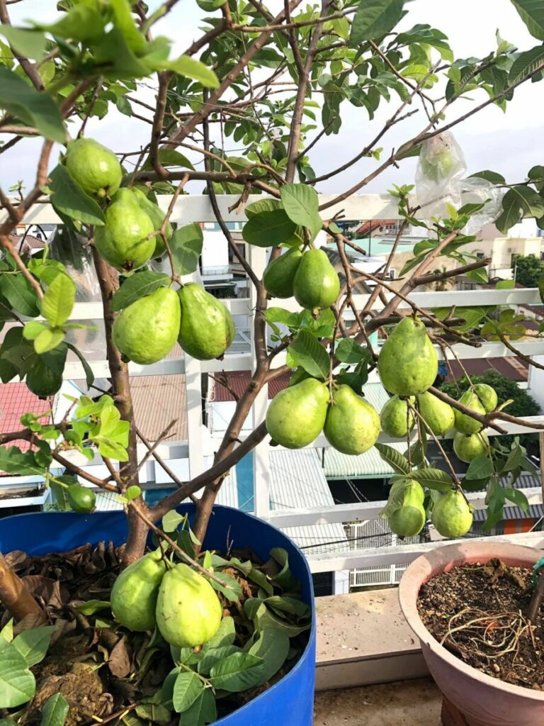 Cách trồng ổi trên sân thượng