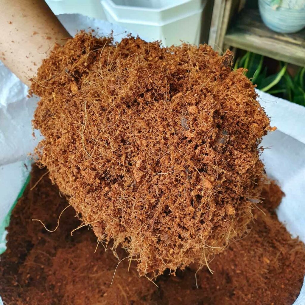 Xơ dừa trồng cây cảnh  