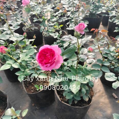 Cây hoa hồng trồng sân vườn và ban công Cây quà tặng Cây xanh TPHCM
