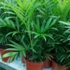 Cây Cau Tiểu Trâm công trình tại Cây Xanh US