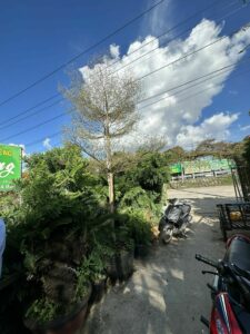 cay bang dai loan cam thach 2