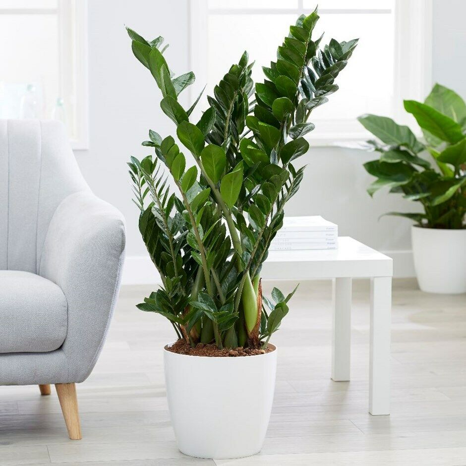 Cây kim tiền tặng khai trương có ý nghĩa gì ? Hướng dẫn chăm sóc cây Dịch vụ cây xanh Thiết kế sân vườn Vựa cây cảnh  Quà tặng khai trương spa Quà tặng khai trương quán an Quà tặng khai trương giá rẻ Quà tặng khai trương cửa hàng Quà tặng khai trương công ty Cách đi khai trương 