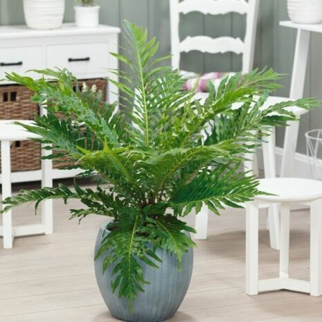 Cây dương xỉ Hạnh Phúc (Khổng tước) Cây + Chậu (Combo) Cây dương xỉ