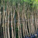 Bán cây giống cây chuông và, cây chuông vàng để chậu nhỏ size vừa, size trung bình và cây chuông vàng bóng mát lớn. 