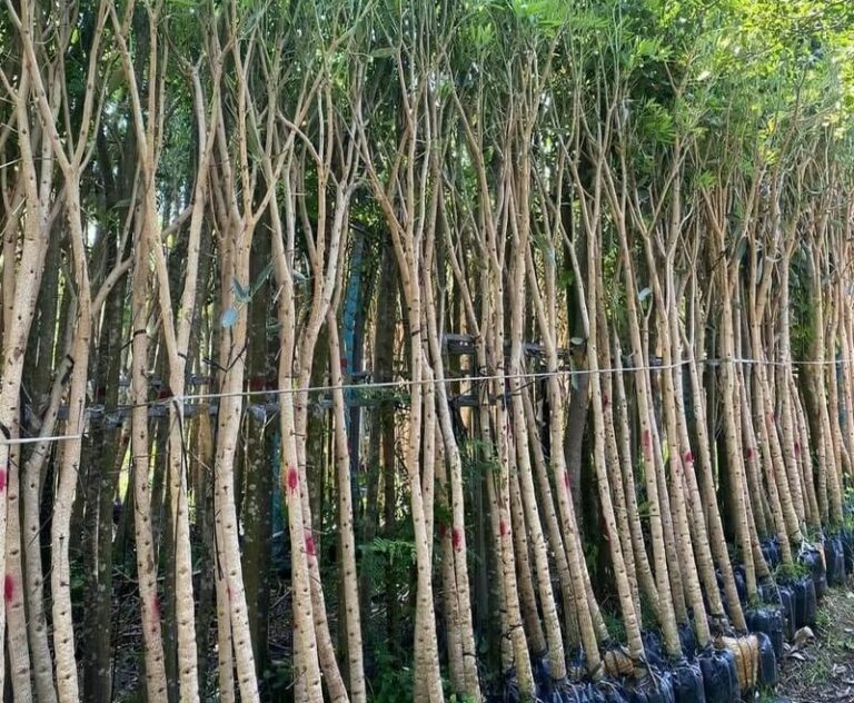 Bán cây giống cây chuông và, cây chuông vàng để chậu nhỏ size vừa, size trung bình và cây chuông vàng bóng mát lớn. 