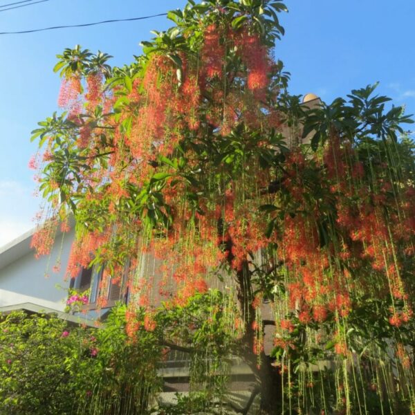 Cây lộc vừng công trình Cây bóng mát Cây xanh TPHCM