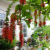 Cây lộc vừng công trình tại Cây Xanh US