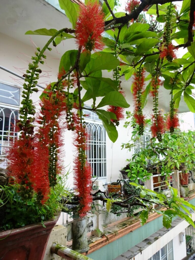 cay loc vung dep 6