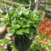 Cây hoa dừa ( chậu treo ) tại Cây Xanh US
