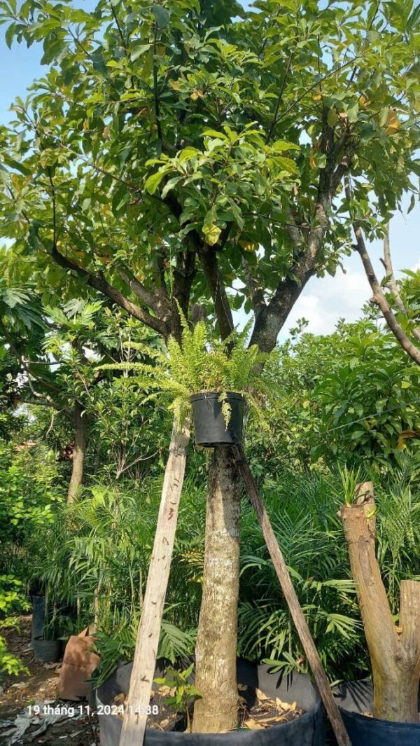 Cây lộc vừng công trình Cây bóng mát Cây xanh TPHCM 3