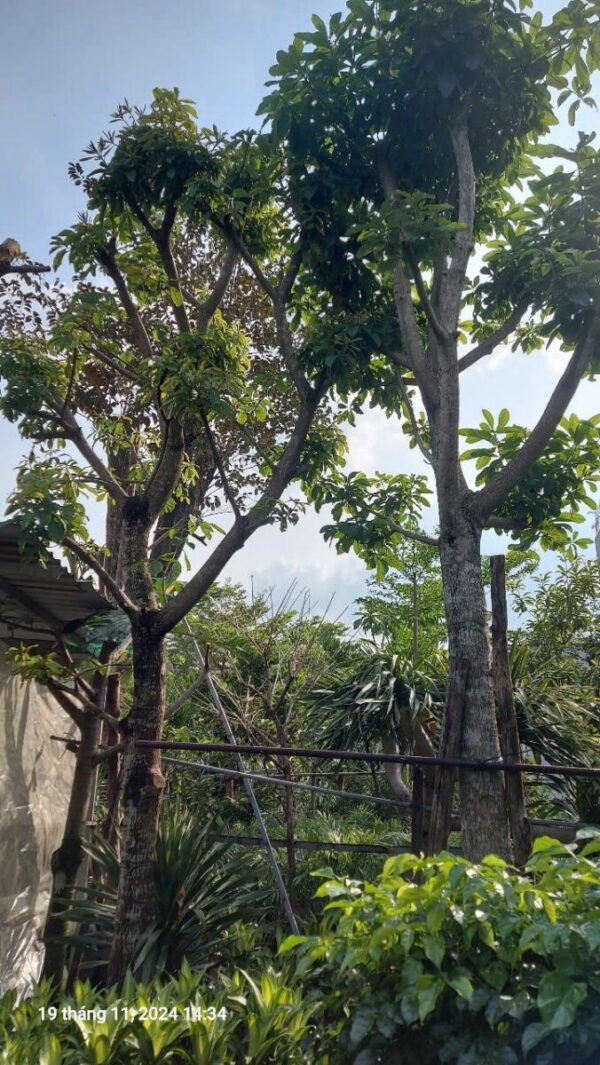 Cây lộc vừng công trình Cây bóng mát Cây xanh TPHCM 4