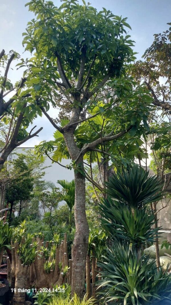 Cây lộc vừng công trình Cây bóng mát Cây xanh TPHCM 5