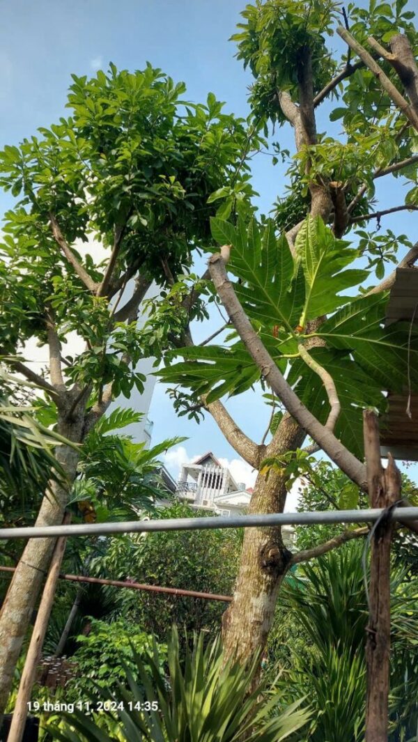 Cây lộc vừng công trình Cây bóng mát Cây xanh TPHCM 6