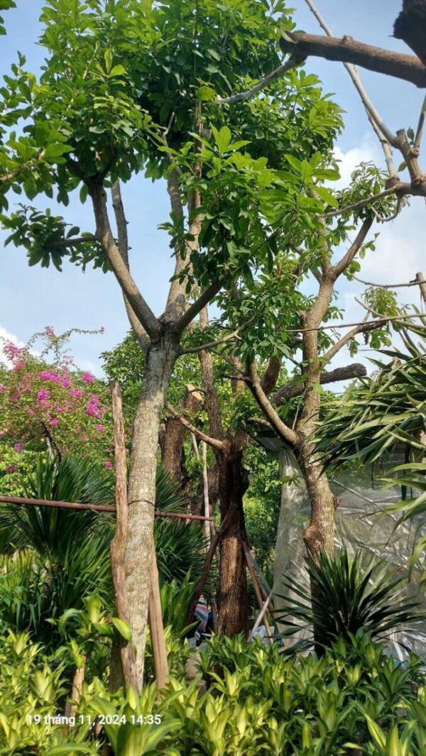 Cây lộc vừng công trình Cây bóng mát Cây xanh TPHCM 7