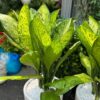 Cây đại phú gia, Cây đại phú , Cây đại phú quý, cây đại phát, cây đại tỷ phú.