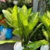 Cây đại phú gia, Cây đại phú , Cây đại phú quý, cây đại phát, cây đại tỷ phú.