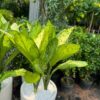 Cây đại phú gia, Cây đại phú , Cây đại phú quý, cây đại phát, cây đại tỷ phú.