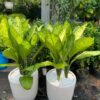 Cây đại phú gia, Cây đại phú , Cây đại phú quý, cây đại phát, cây đại tỷ phú.