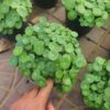Chậu cỏ đồng tiền tại Cây Xanh US