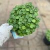 Chậu cỏ đồng tiền tại Cây Xanh US