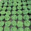 Chậu cỏ đồng tiền tại Cây Xanh US