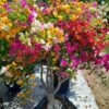 Cây hoa giấy Thái Ngũ Sắc gốc bonsai tại Cây Xanh US