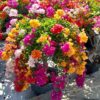 Cây hoa giấy Thái Ngũ Sắc gốc bonsai tại Cây Xanh US