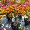 Cây hoa giấy Thái Ngũ Sắc gốc bonsai tại Cây Xanh US
