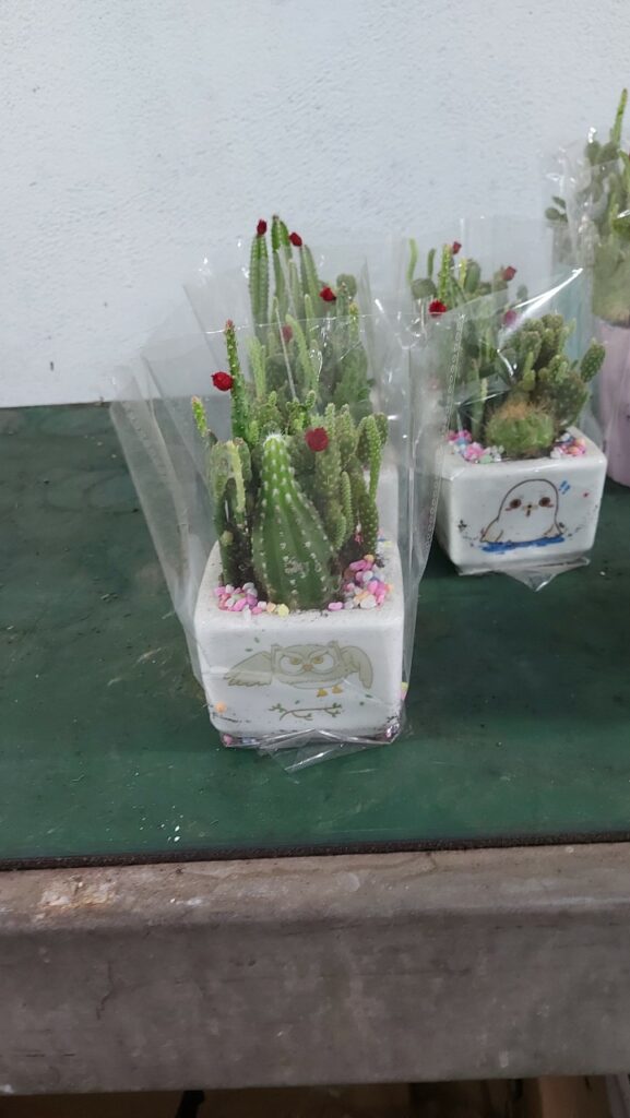 Chậu cây xương rồng để bàn  