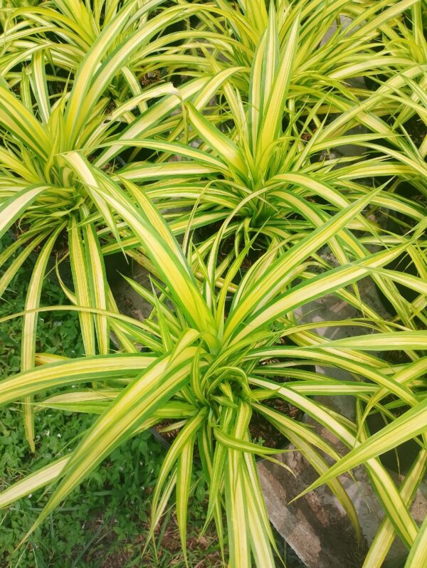Cây Dứa Vàng ( Dứa sọc vàng ) Cây ban công Cây xanh TPHCM 2