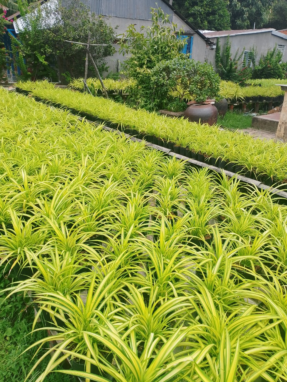 Cây Dứa Vàng ( Dứa sọc vàng )  