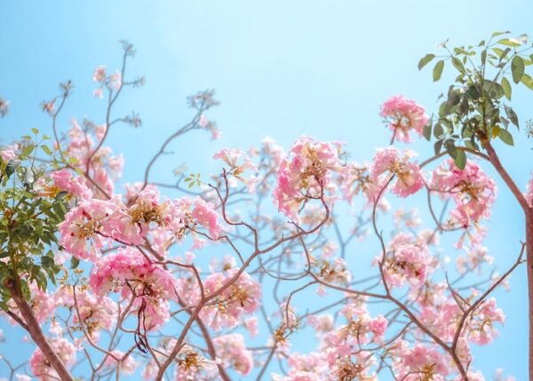 Cây Kèn Hồng (Chuông Hồng) công trình Cây bóng mát Cây xanh TPHCM 5