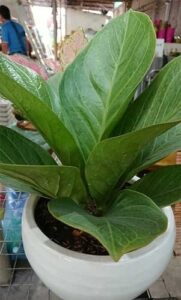 Cây Thần Tài lá lớn