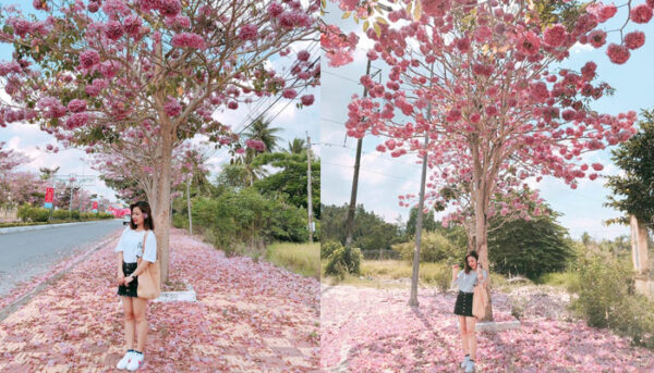 Cây Kèn Hồng (Chuông Hồng) công trình Cây bóng mát Cây xanh TPHCM 3